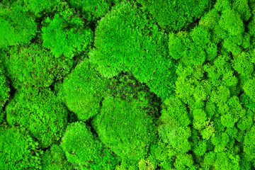 Obraz premium Green decorative moss texture background for interior decoration