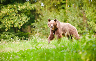 Fototapeta premium brown bear in its natural habitat