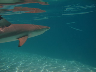 Fototapeta premium Requins