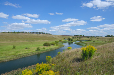 Sunny summer landscape with river curve and growing on the riverbank yellow blooming flowers of solidago virgaurea(european goldenrod or woundwort)