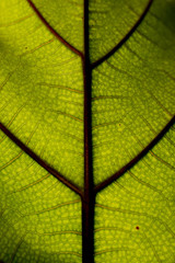 Makro fotografia budowy komórkowej zielona liścia rośliny, zbliżenie, natura, komórki