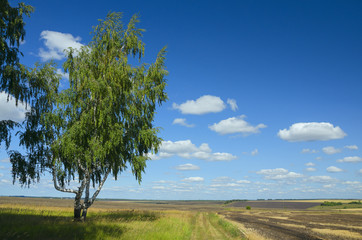 Fototapeta na wymiar Beautiful summer landscape with fields and lonely growing birch tree