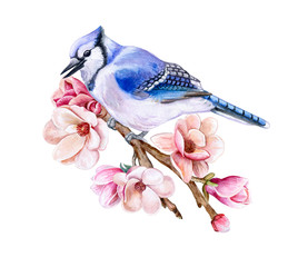 Bird Blue Jay sitting on a flowering spring branch isolated on white background. Bird on a blooming spring branch Magnolia flowers. Watercolor. Illustration. Template. Clipart. Hand drawing. Clip art.