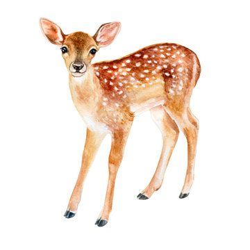 Spotted fawn on white background. Deer. Watercolor. Illustration. Template. Handmade. Image. Picture