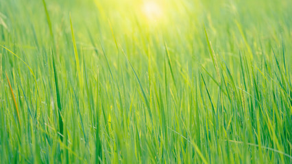 Water drop on green leaf of rice plant in rice field with sunlight