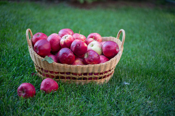 red organic apples in a beautiful basket