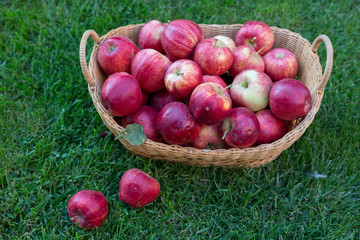 red organic apples in a beautiful basket