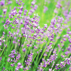 Obraz na płótnie Canvas Lavender flowers in the garden, in the field. Provence.