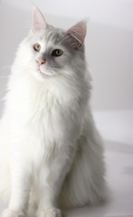 Solid White Maine Coon with Orange Eyes on White Background - Gorgeous Cat