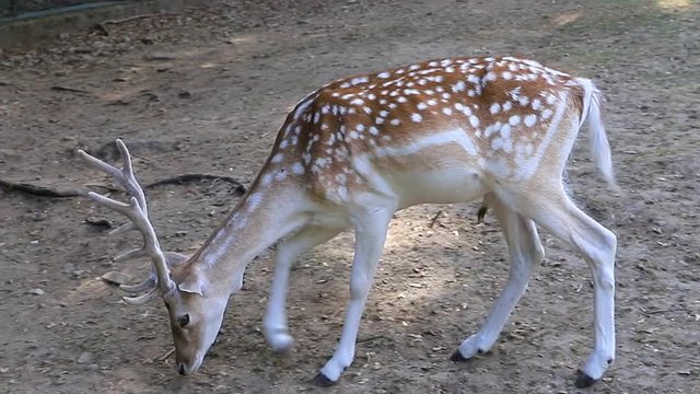 Cerbiatti, Fawns