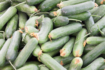 Lots of summer squash (Lebanese summer squash) as backround
