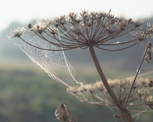 Dew covered cobwebs at dawn in a cool summer morning in a meadow