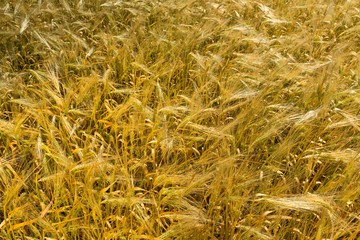Golden Barley / Wheat Field