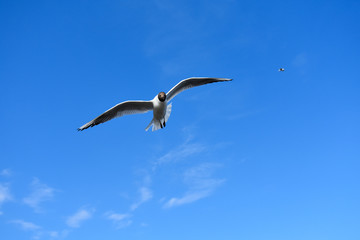 Black headed gull flying freely under a blue sky on a summer day
