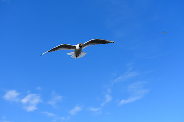 Black headed gull flying freely under a blue sky on a summer day