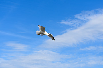Common gull flying freely under a blue sky on a summer day