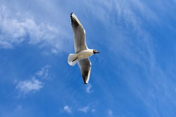 Obraz premium Black headed gull flying freely under a blue sky on a summer day