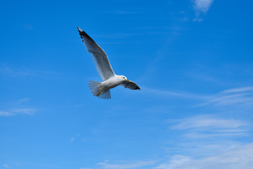 Fototapeta na wymiar Common gull flying freely under a blue sky on a summer day