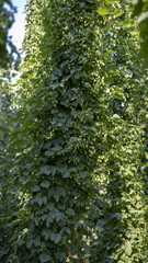 Obraz premium Hops on agrar