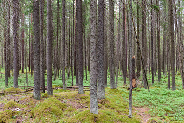 Obraz premium Beautiful forest background, Leningrad region, Russia 
