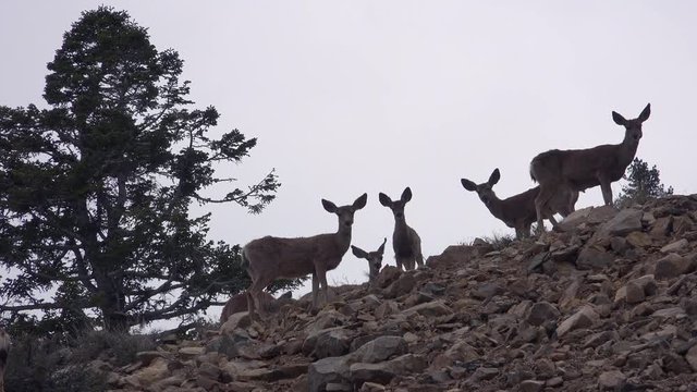 Juvenile female mule deer stand alert on a hillside in the Eastern Sierra Nevada mountains.