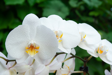 Fototapeta na wymiar White orchid with drops