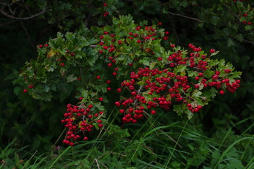 Red fruits on the branch