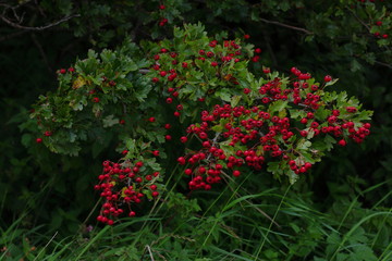 Fototapeta na wymiar Red fruits on the branch