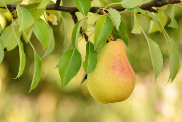 Pear on the tree. Good fruit harvest.