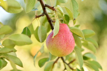 Pear on the tree. Good fruit harvest.