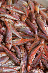 Red mullet