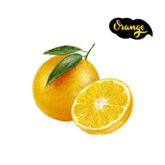 orange watercolor illustration