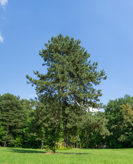 Fototapeta premium wunderschöne Natur im Wettinhain in Burgstädt