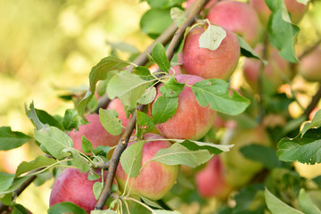 Apples on the tree. Good fruit harvest.
