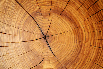 Fototapeta premium Drewno tekstura tło grunge