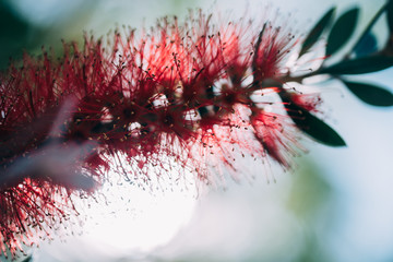 Close up of a bottlebrush flower