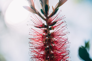 Close up of a bottlebrush flower