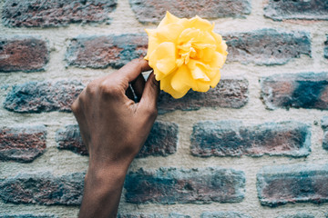 Woman hands holding a yellow rose flower