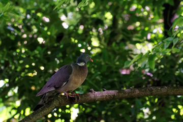 Common wood pigeon