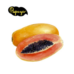 papaya watercolor illustration