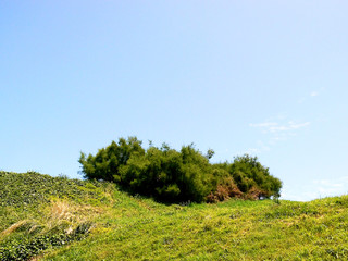Fototapeta premium campo de hierba con árboles en primavera y cielo azul