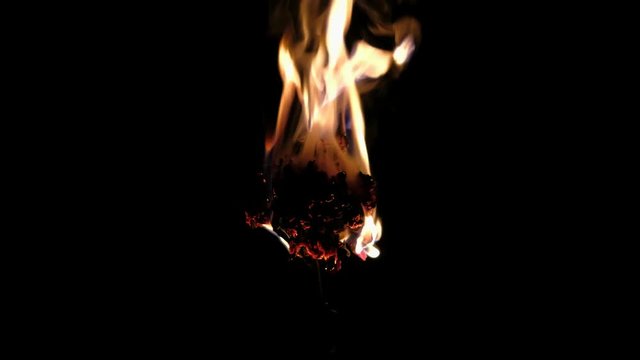 red dried flower burns on a black background. 4k uhd