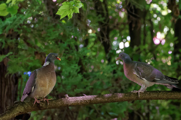 Common wood pigeon