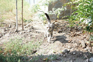 A Little Cat in the Woods