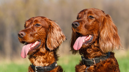 Irish Red Setter