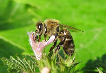 Honeybee on lamium flower in the garden on natural green leaves background 