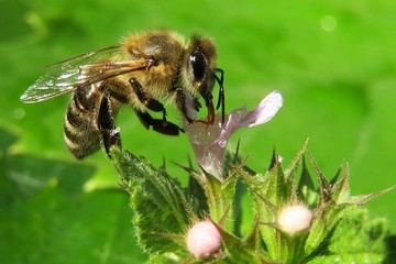 Honeybee on a lamium purpureum flower in the garden, closeup view