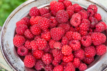 fresh harvest raspberries in metal plate on the wooden table