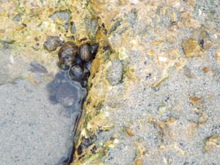 Muscle rock