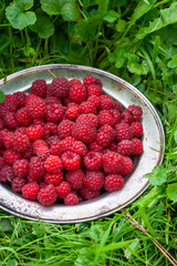 fresh harvest raspberries in metal plate on greenery background